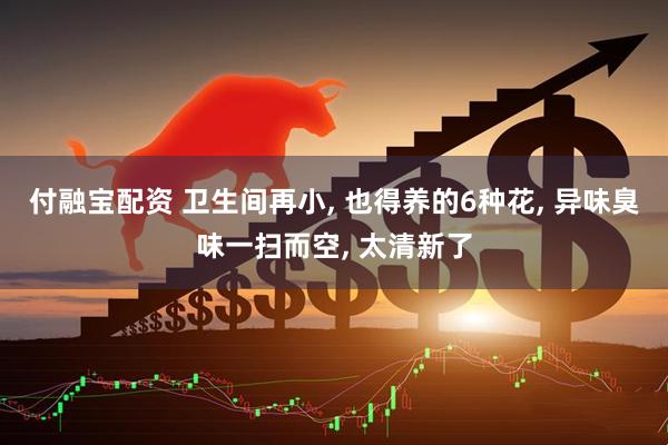 付融宝配资 卫生间再小, 也得养的6种花, 异味臭味一扫而空, 太清新了